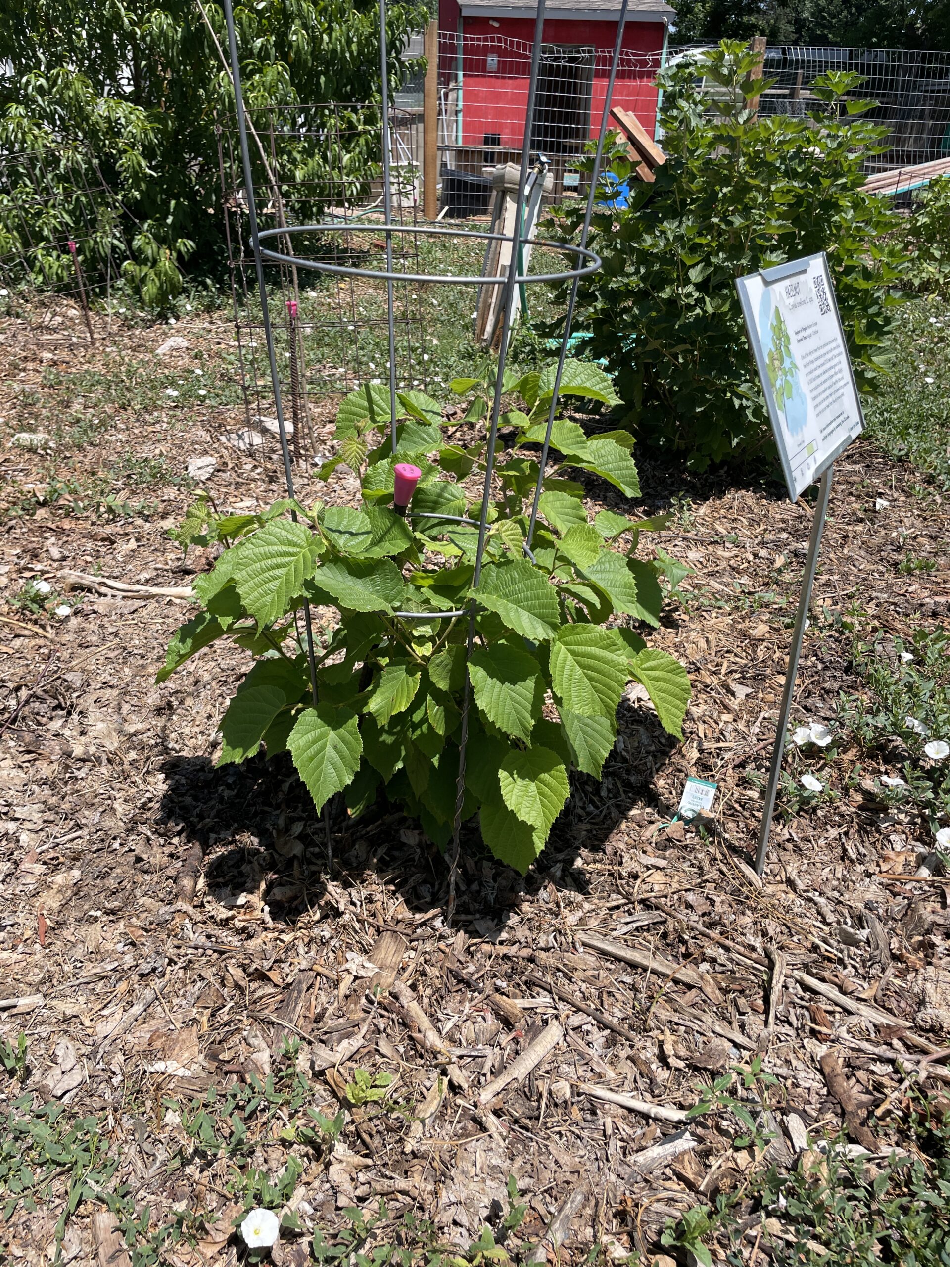 9News | Nonprofit kicks off ‘planting week’…