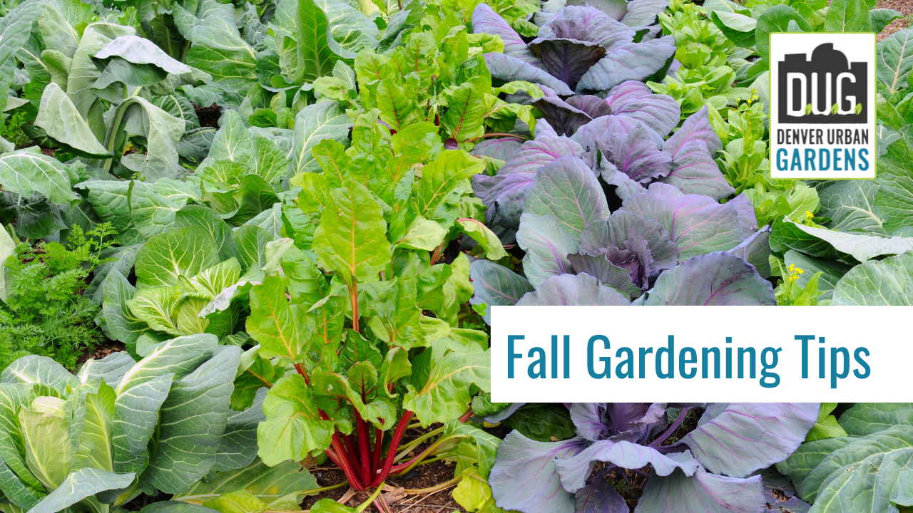 Consejos de jardinería para el otoño