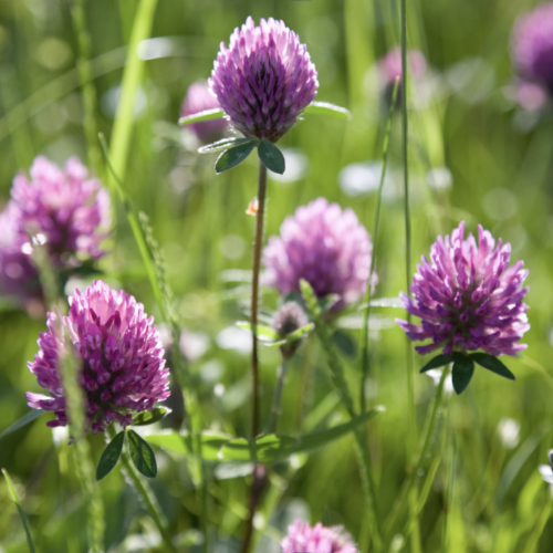 Herbalism Walk in Baker Neighborhood