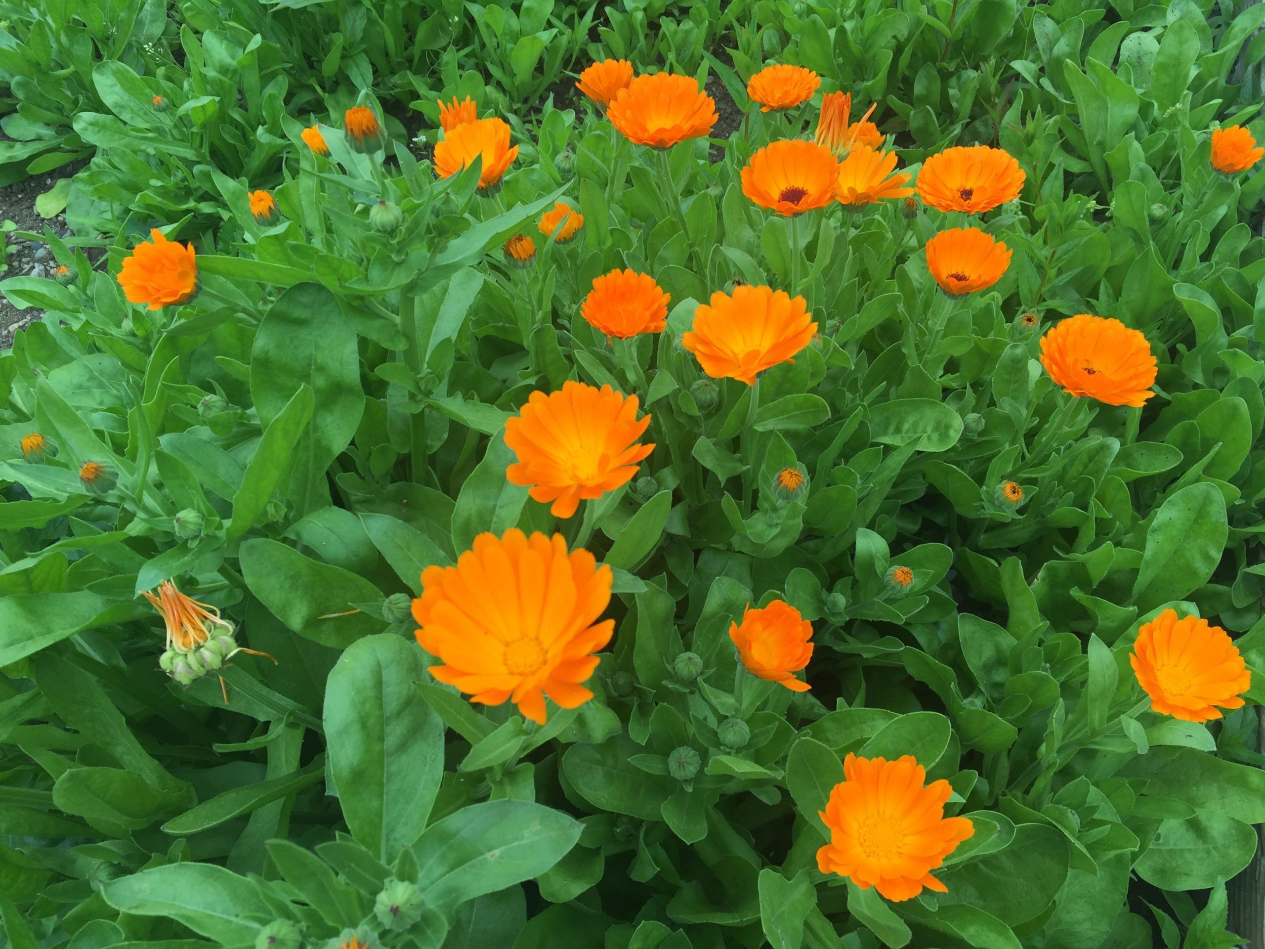 Alpha Calendula - Denver Urban Gardens