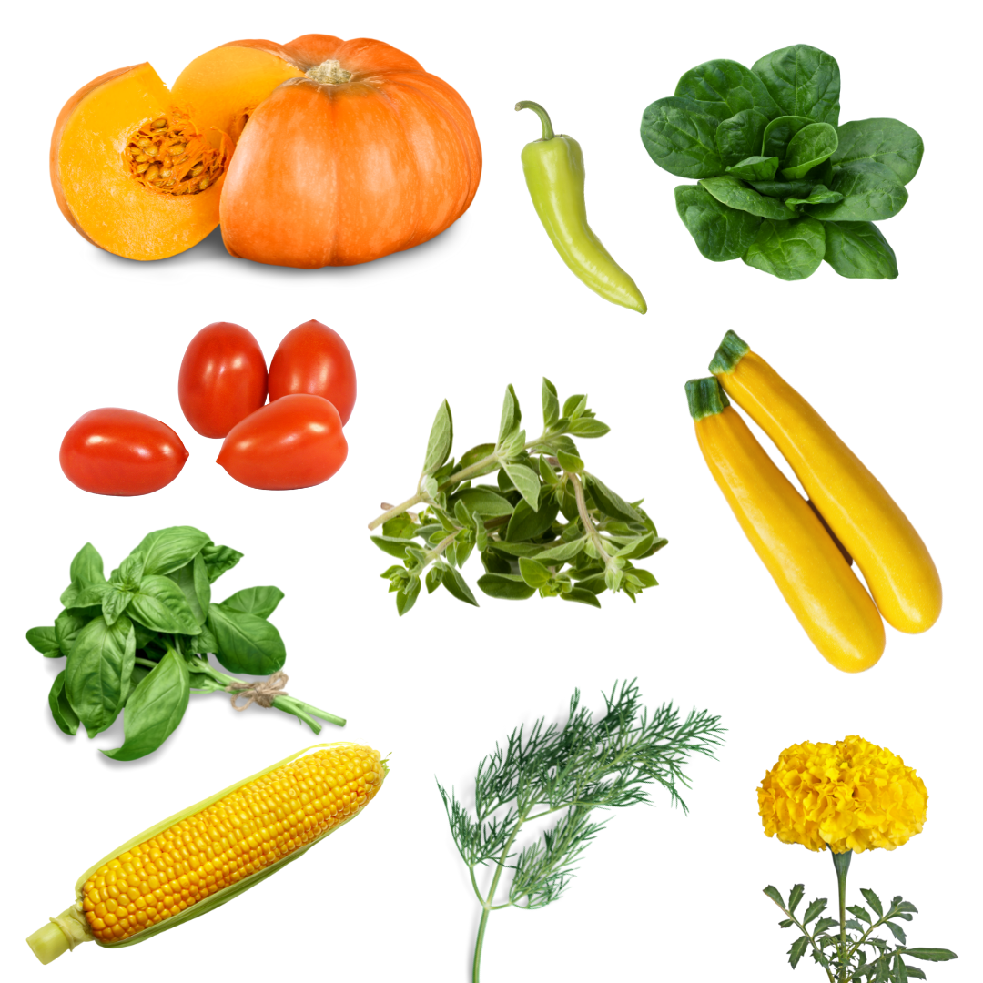 Photo of various vegetables and flowers for the Pizza Garden Kit from DUG's Grow A Garden program.