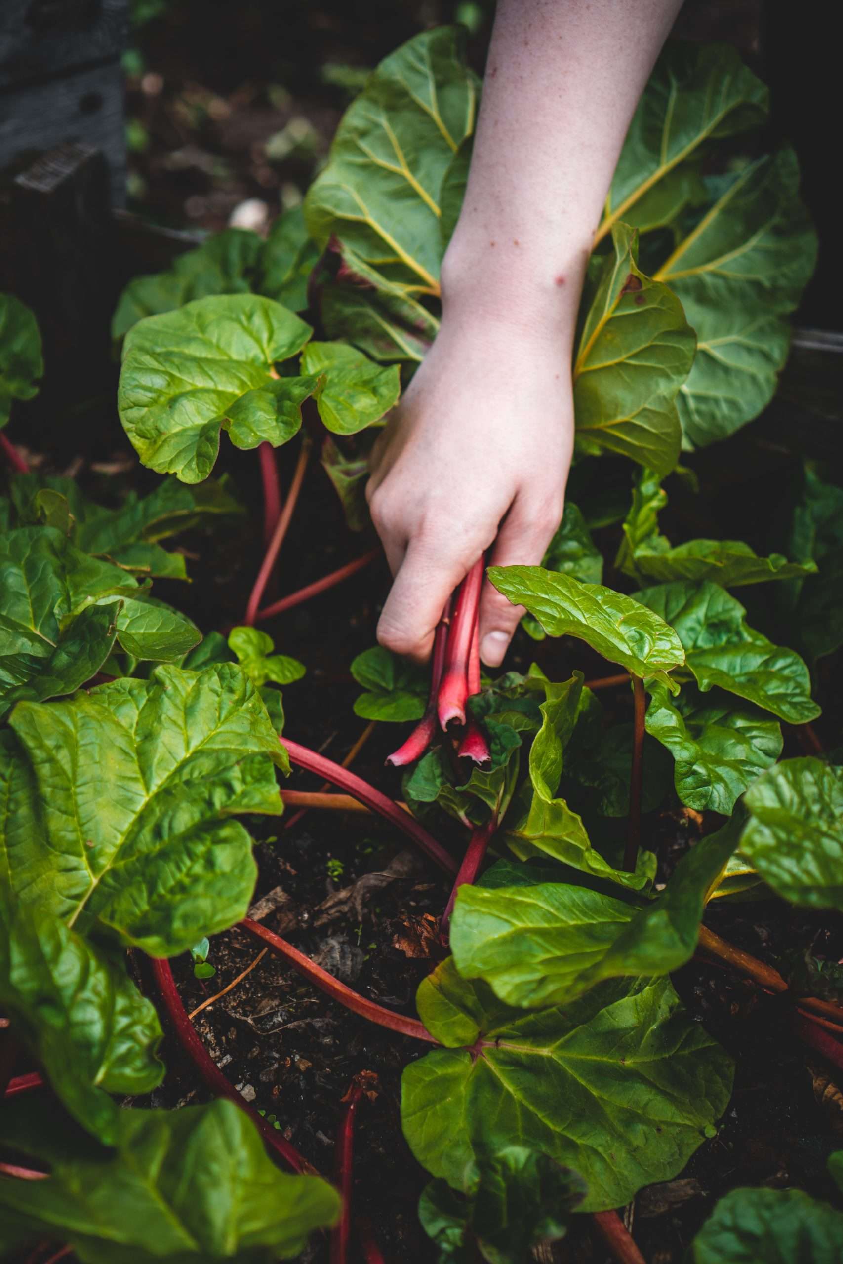 The Science is in: Gardening is GOOD for You!