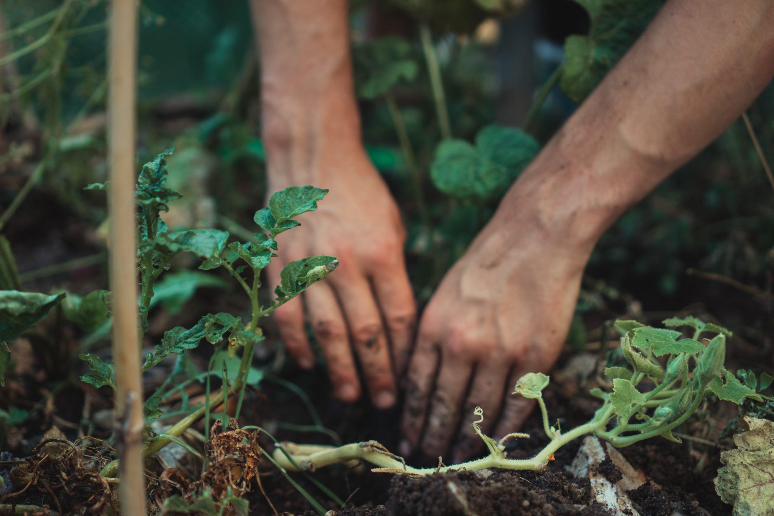 Pair of hands digging into the dirt, surrounded by some green sprouting plants