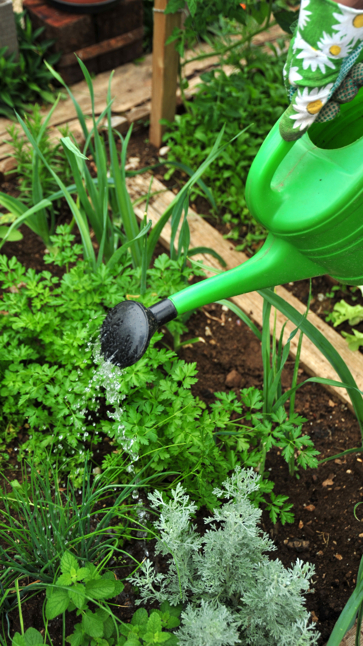 Watering can watering garden bed