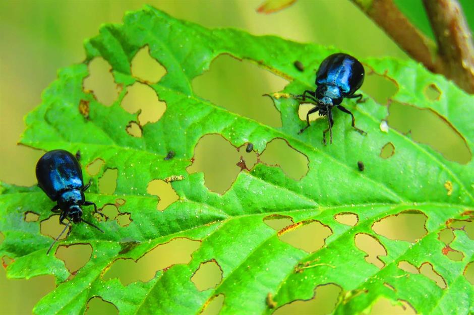 Japanese Beetle Management