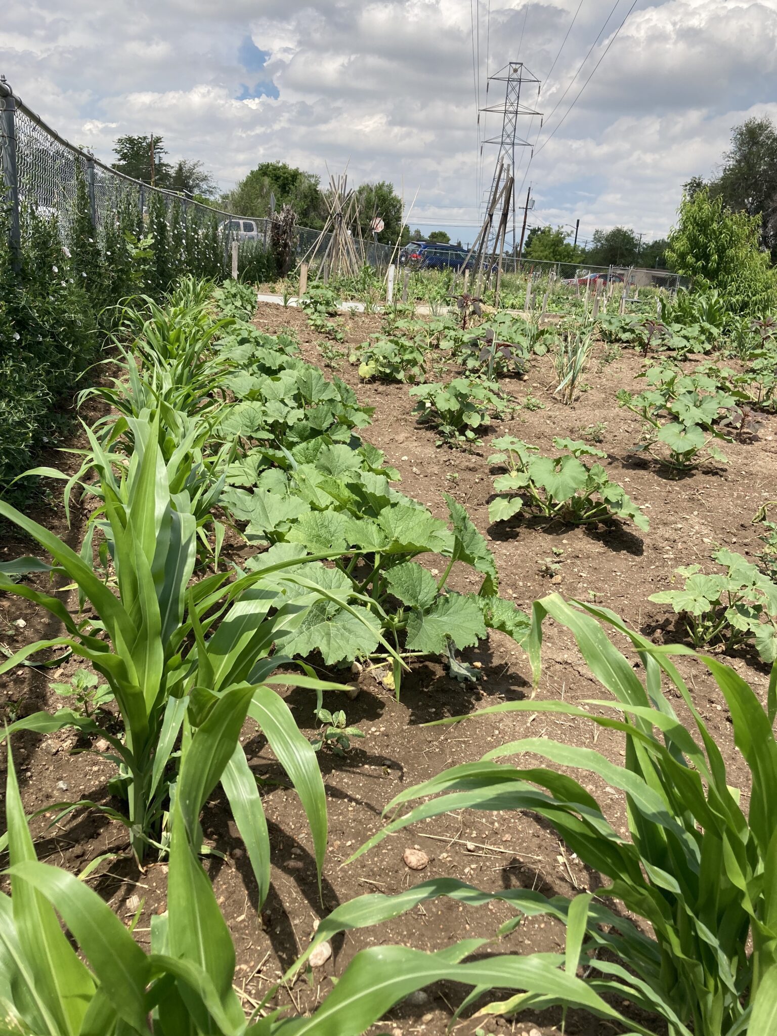 gardeners-can-save-water-and-grow-a-bountiful-garden-too-denver