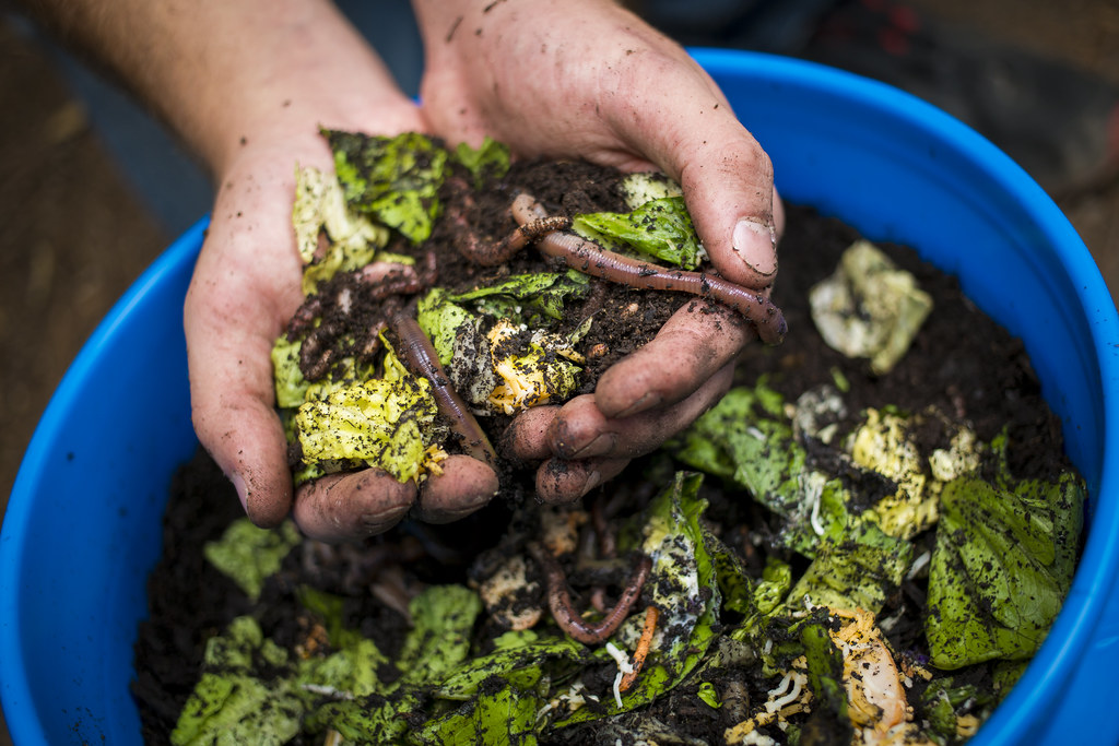 Hands holding vermicompost (worms and lettuces and dirt)
