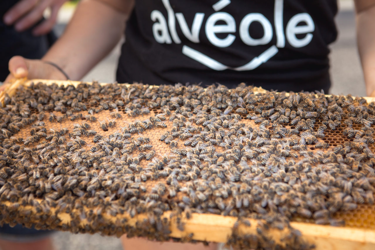 Image of person wearing "Alveole" shift holding tray covered in bees.