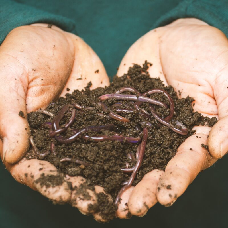 Hands holding a handful of dirt with red wriggler worms
