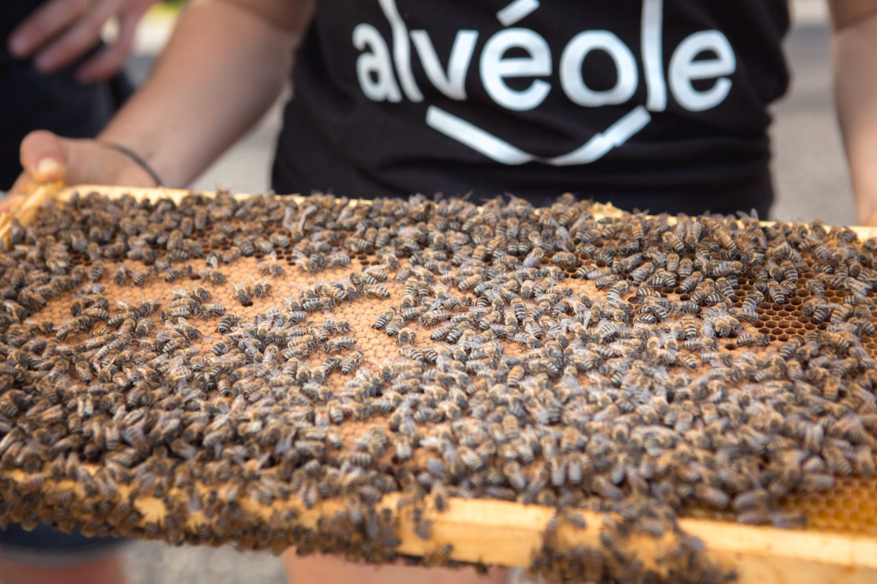 Alvéole, construyendo comunidad alrededor de las abejas