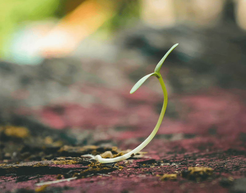 Seedling sprouting from the ground
