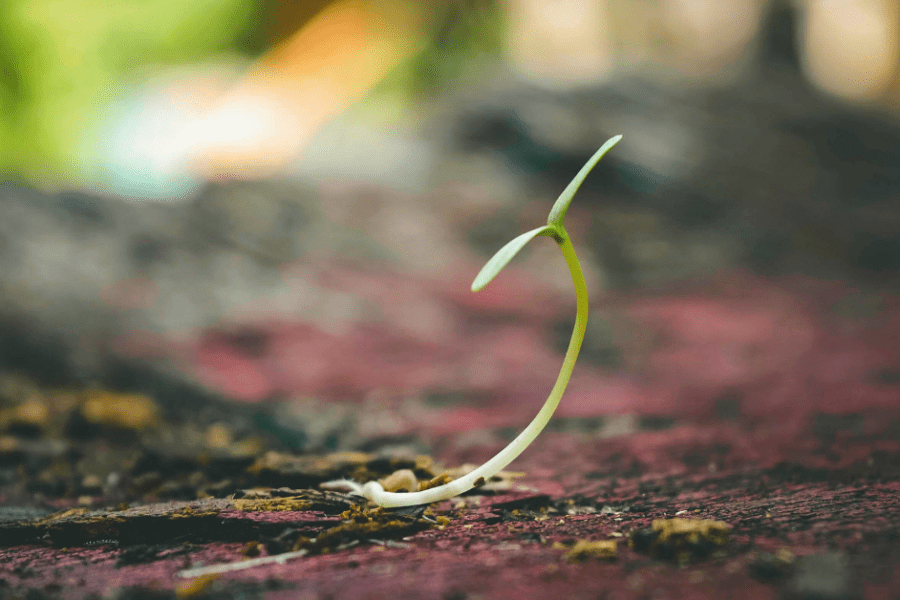 Seedling sprouting from the ground