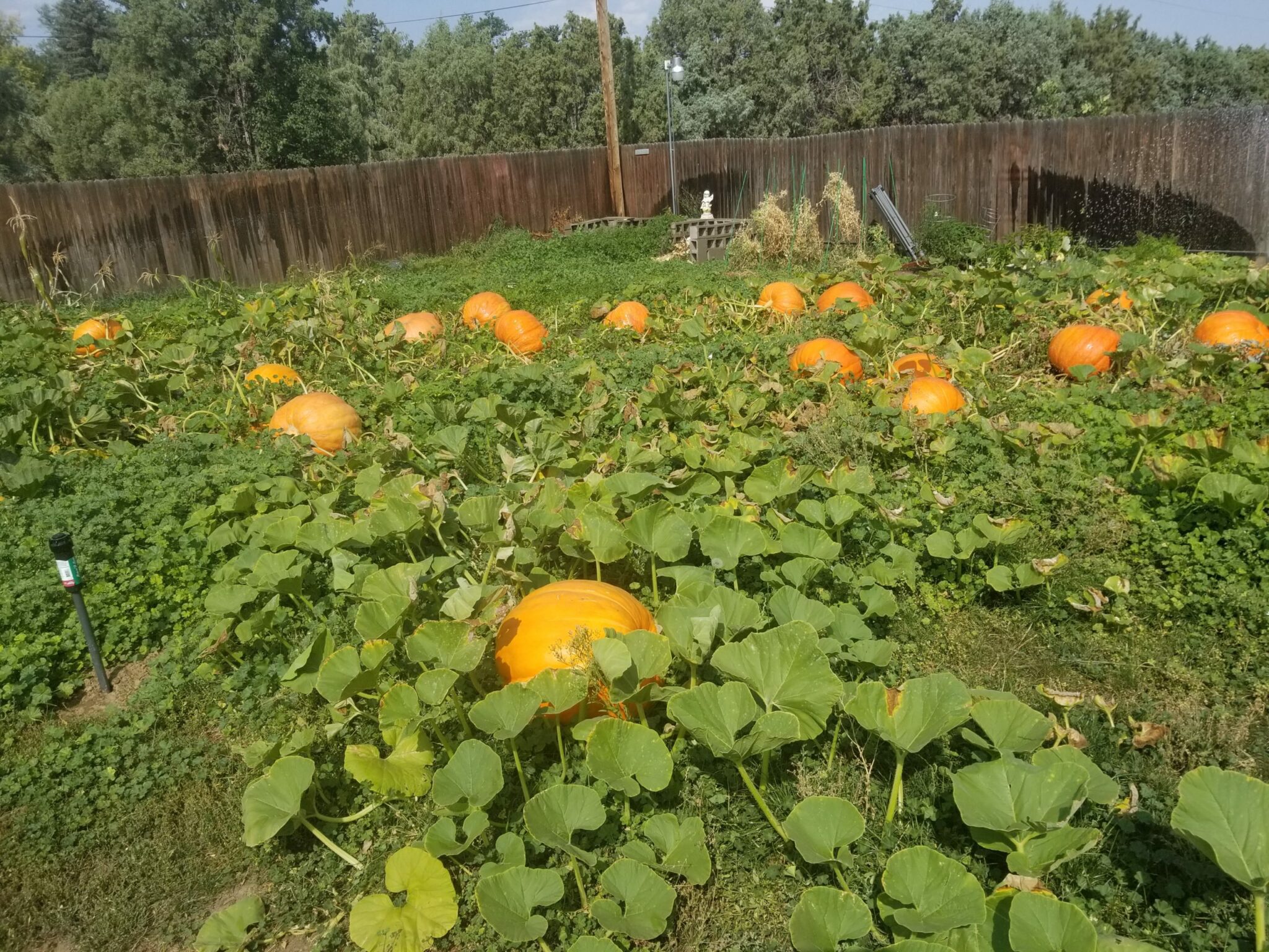 pumpkin-patch-growing-2020-scaled-denver-urban-gardens