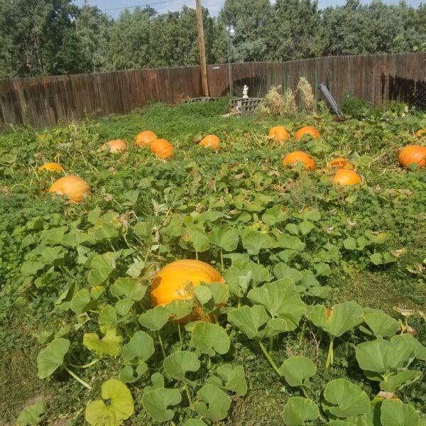 Pumpkin-Patch-Growing-2020-scaled