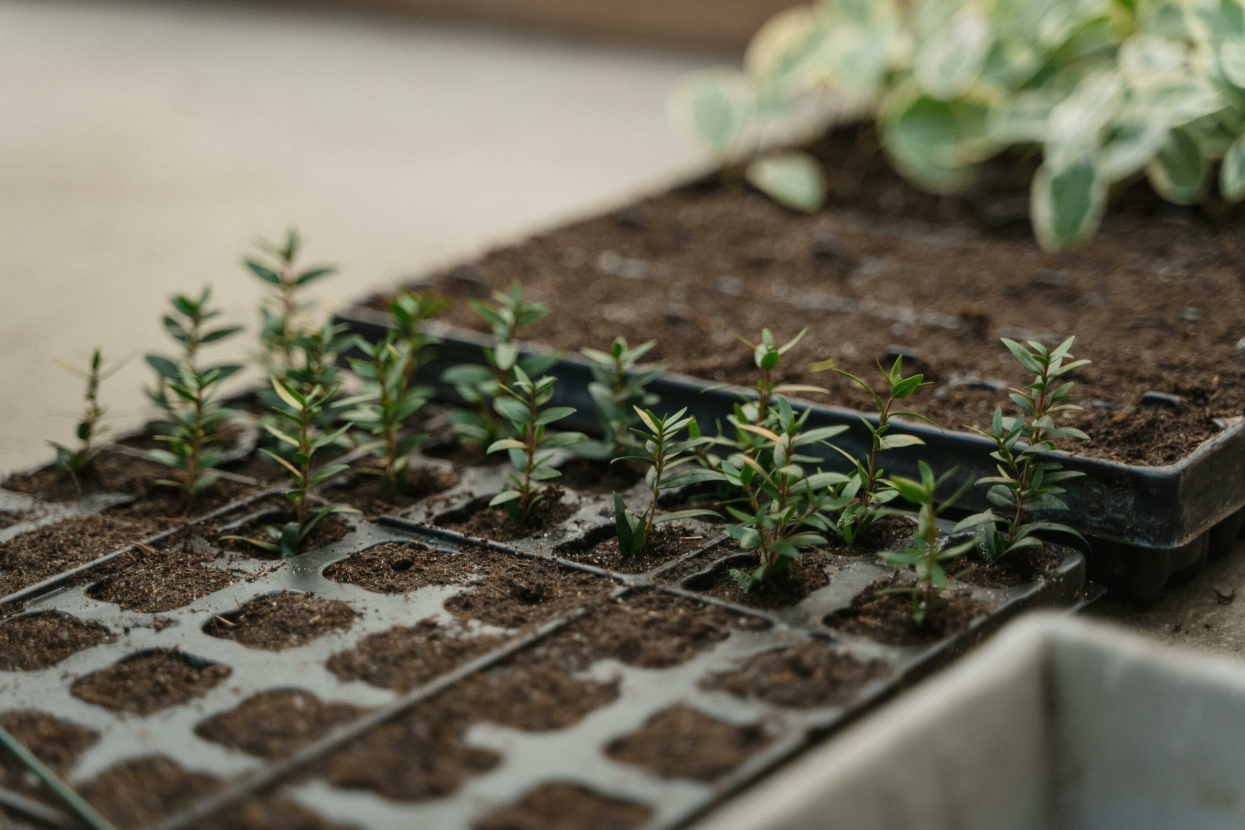 Comenzar a plantar a partir de semillas versus comprar plántulas: ¿Cuál es la elección correcta en su caso?