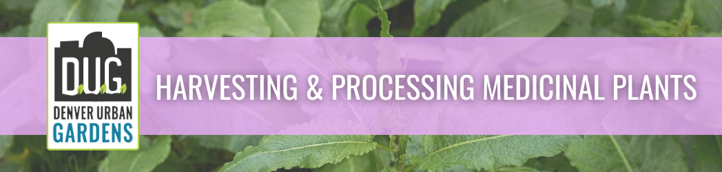 Harvesting & Processing Medicinal Plants