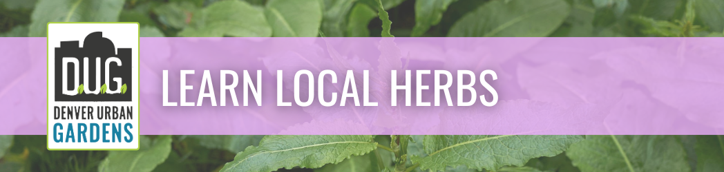 Learn Local Herbs (Early Summer Urban Plant Walk)