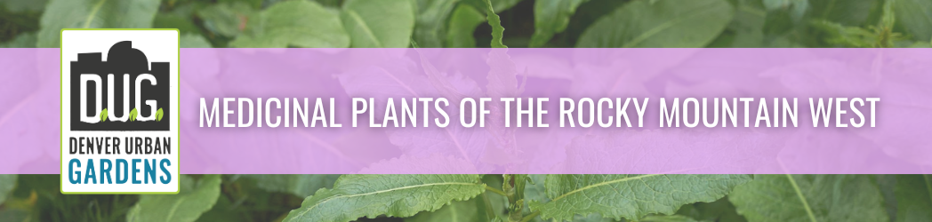 Medicinal Plants of the Rocky Mountain West