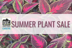 Denver Urban Gardens Summer Plant Sale