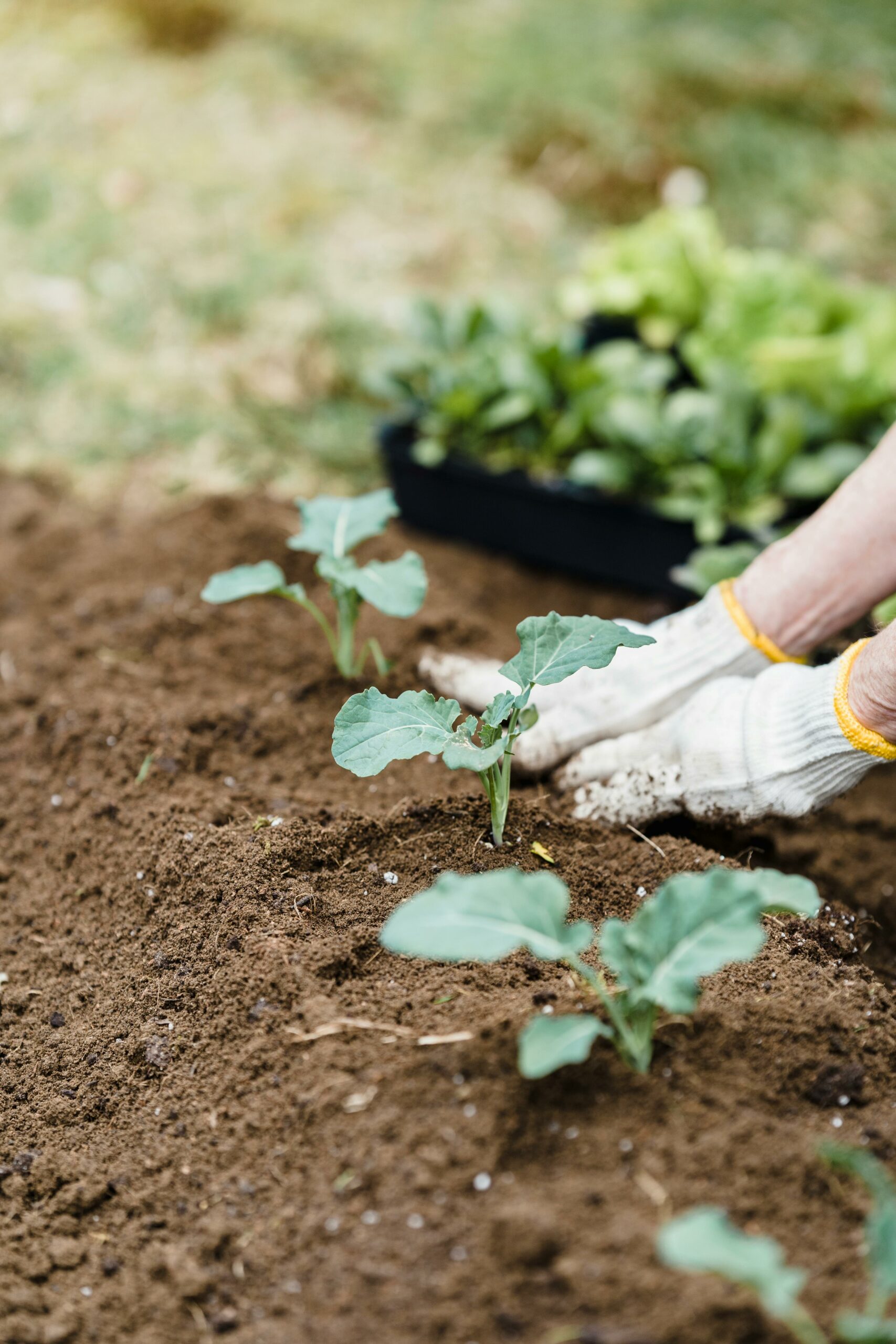 Consejos para Fertilizar en Jardines Orgánicos
