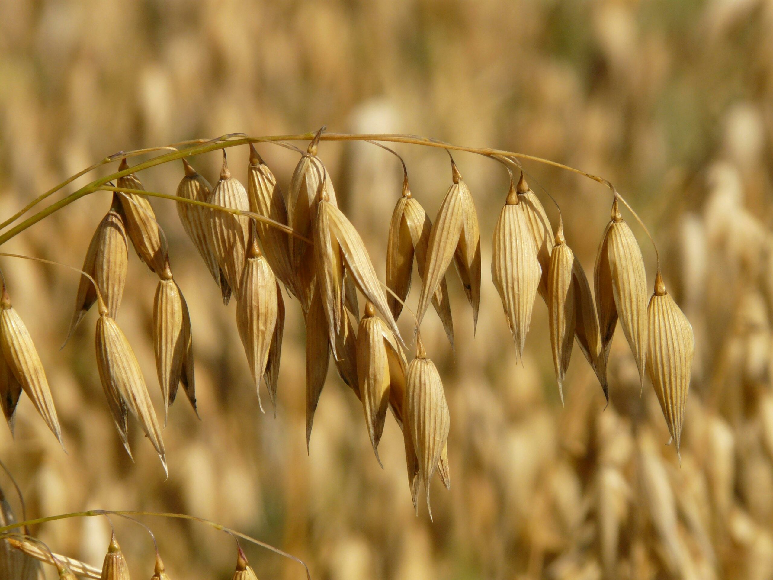 Cultivos de cobertura en su jardín de otoño: rábanos, guisantes y avena