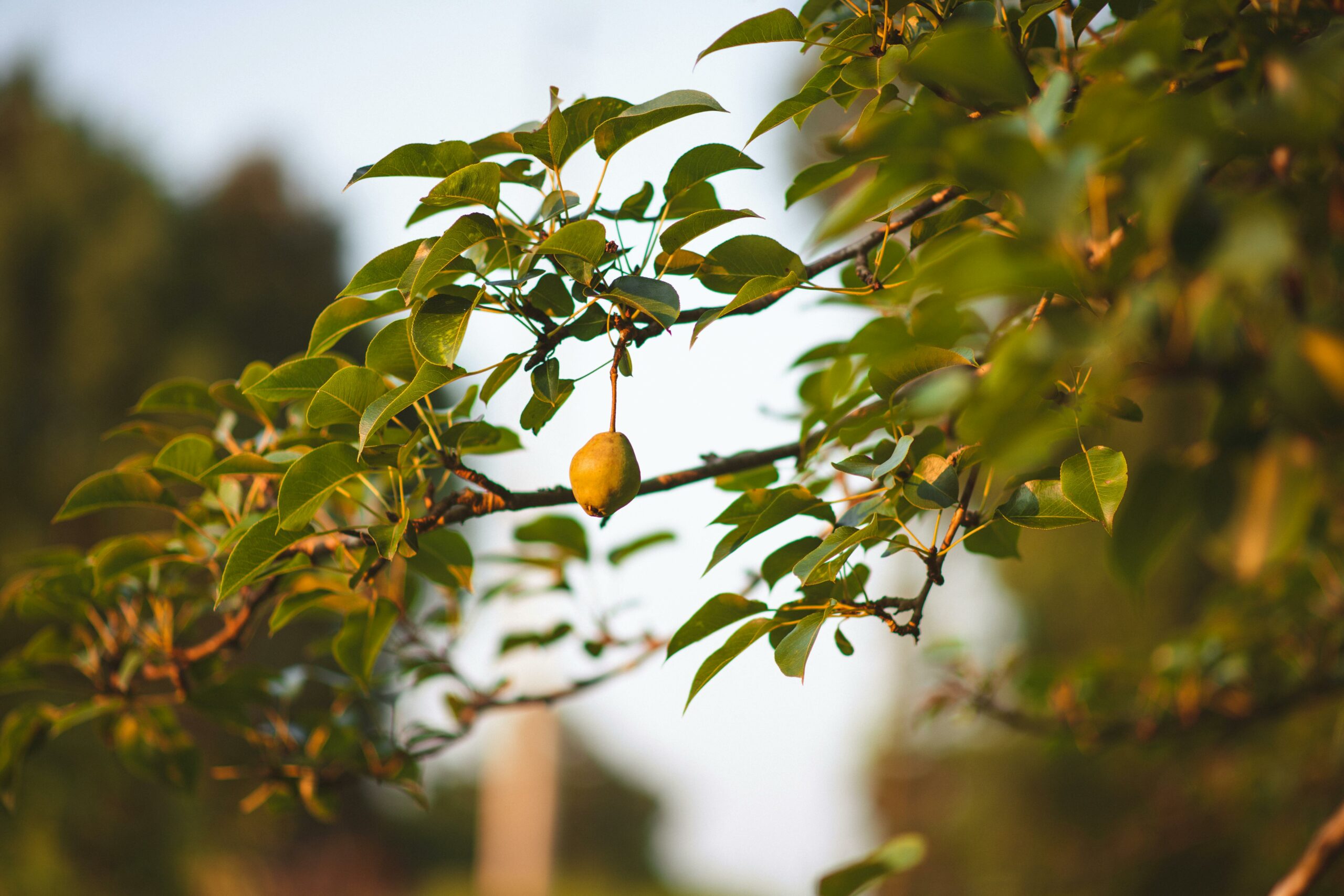 Consejos para el cuidado orgánico del otoño de árboles y plantas perennes en Denver