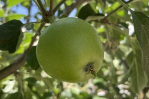 Apple_Immature_Fruit