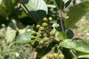 Aronia_Immature_Fruit