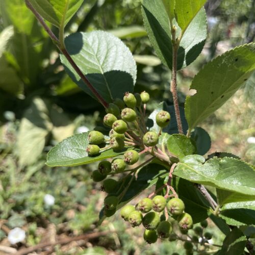 Aronia_Immature_Fruit