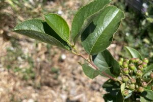 Aronia_Leaves