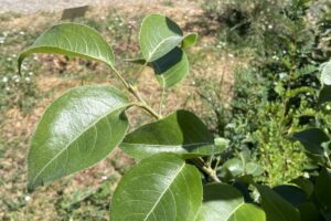 AsianPear_Leaves