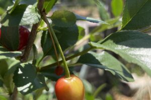 BushCherry_Immature_Fruit