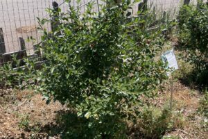 BushCherry_Plant