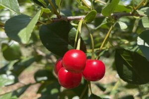 BushCherry_Ripe_Fruit