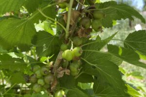 Currant_Immature_Fruit