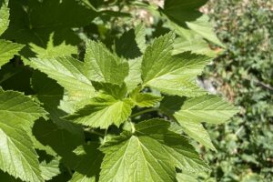 Currant_Leaves