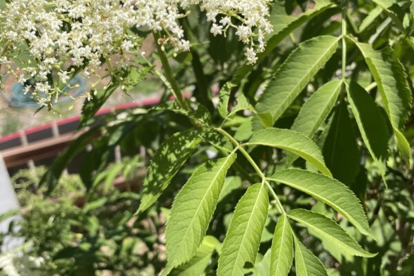 Elderberry_Leaves