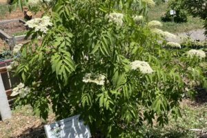 Elderberry_Plant