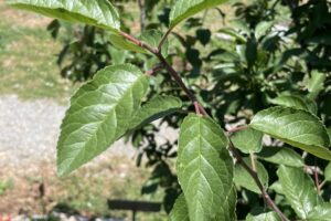 EuroPlum_Leaves