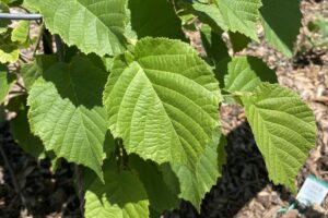 Hazelnut_Leaves