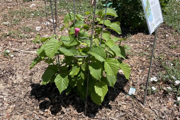 Hazelnut_Plant