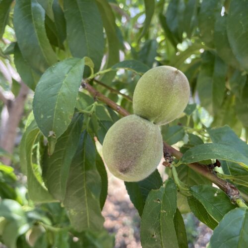 Peach_Immature_Fruit