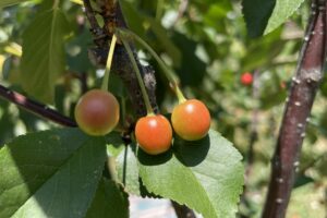 TartCherry_Immature_Fruit