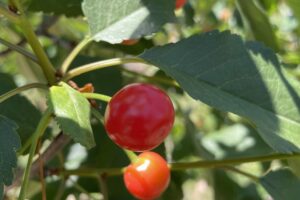 TartCherry_Ripe_Fruit