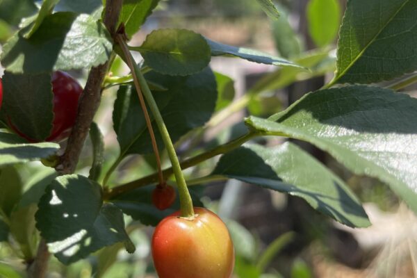 BushCherry_Immature_Fruit-scaled