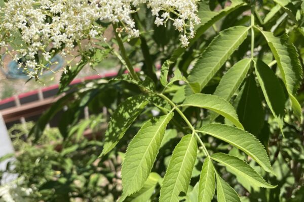 Elderberry_Leaves-scaled