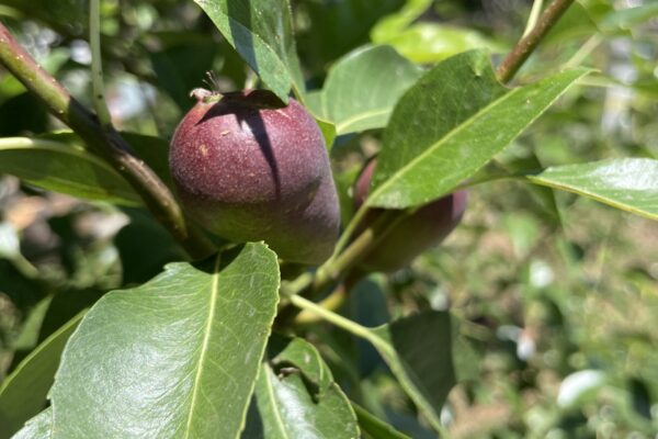 EuroPear_Immature_Fruit-scaled