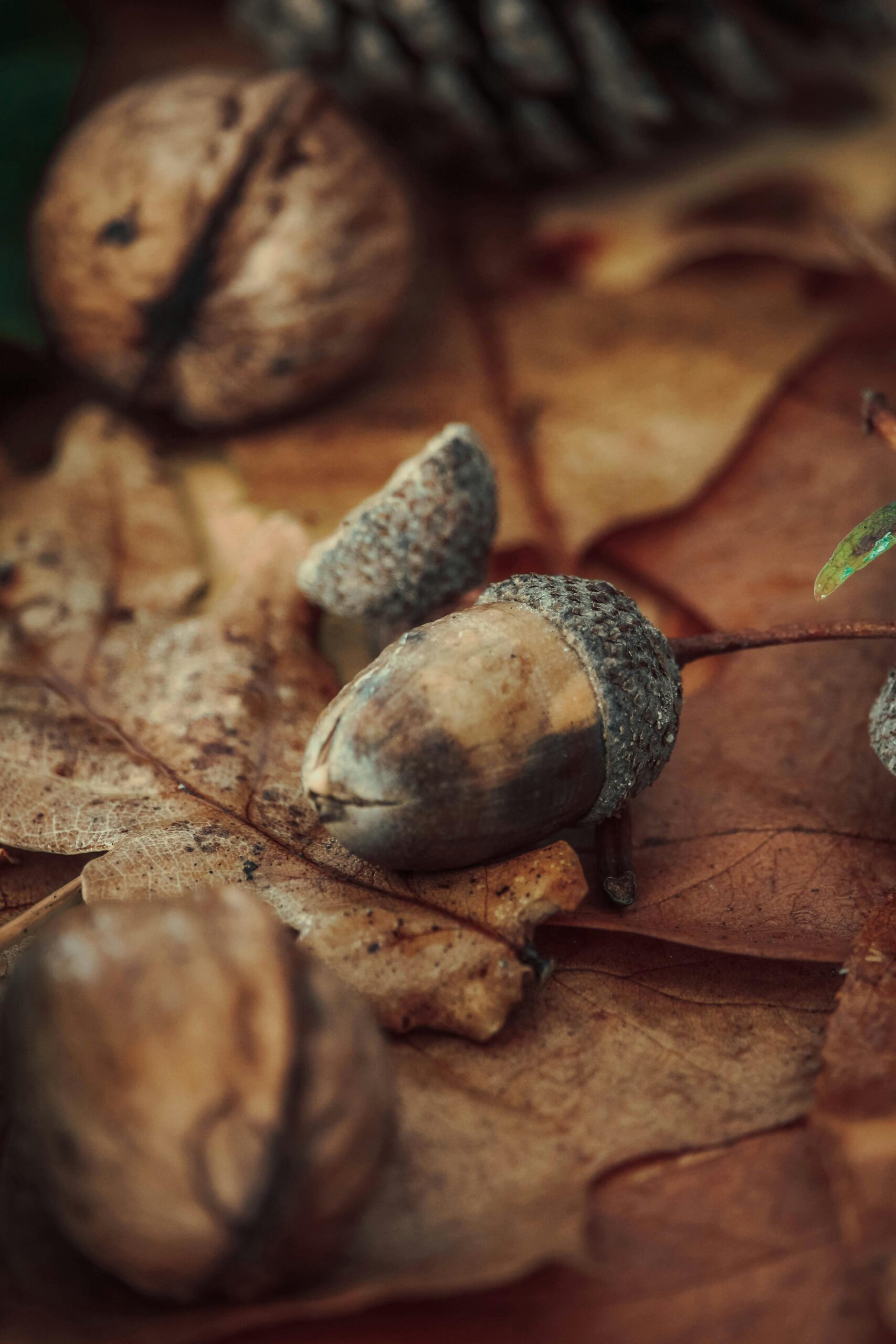 Keeping Rats Out of Your Garden: Practical Tips for Gardeners