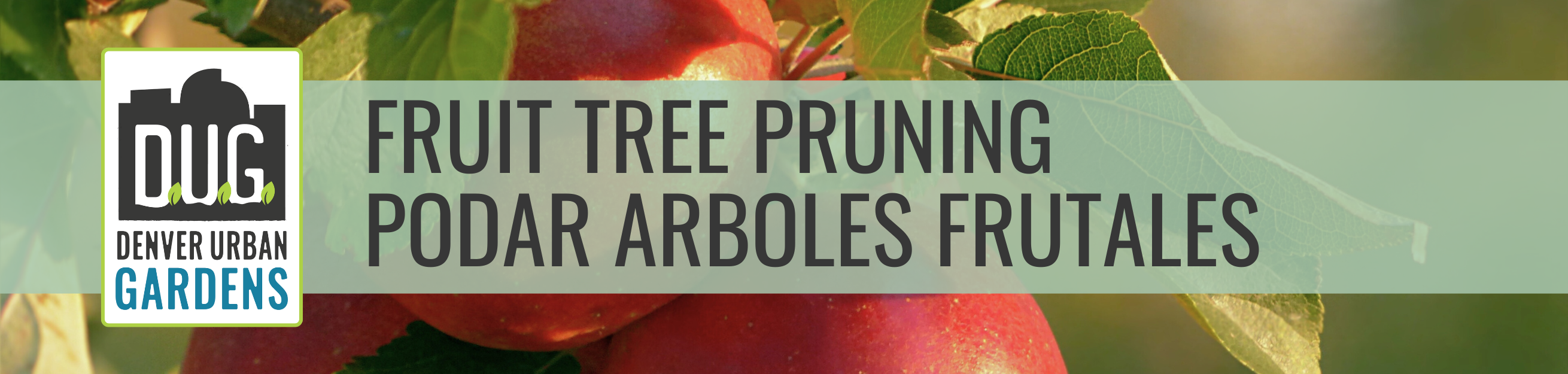 Fruit Tree Pruning