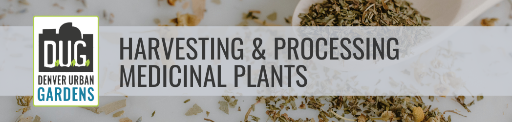 Harvesting & Processing Medicinal Plants